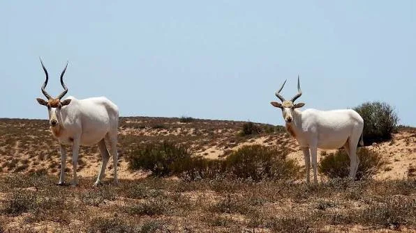 souss massa national park animal