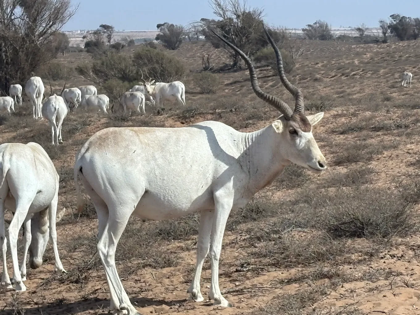 souss massa national park gazelle