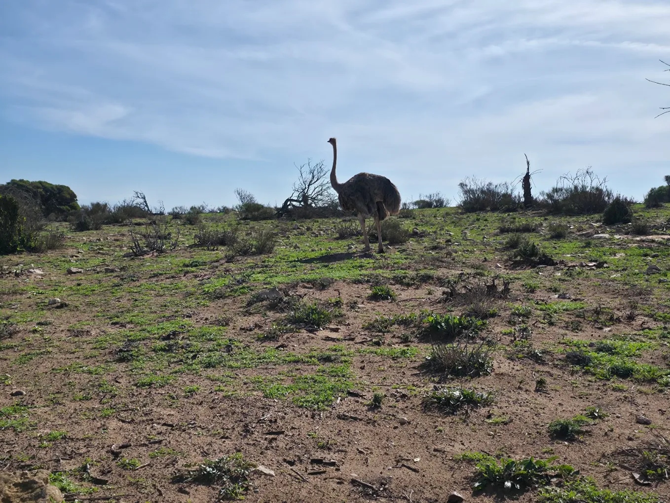 souss massa national park ostrich