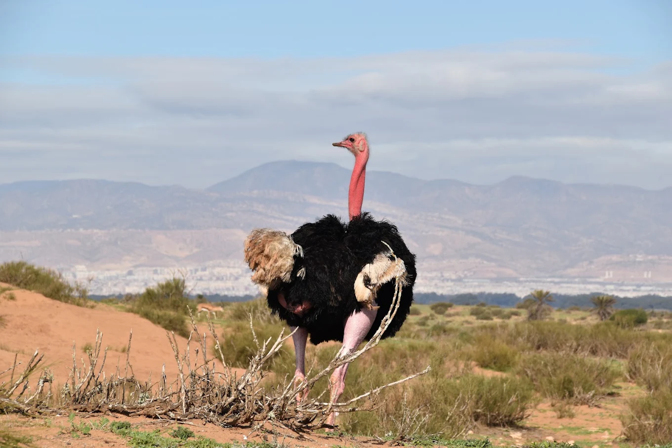 souss massa national park ostrich